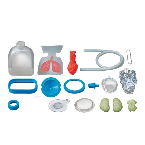 Набор 4M Юный врач. Анатомия человека (00-03374). Фото 3